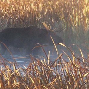 Bull moose.. Took this picture on my way to work..