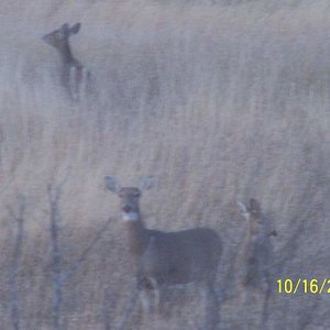 Doe and twins that hang around the place where we stay.