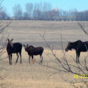 Same two cows and calf.. they are waiting for the bull moose.