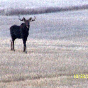 Bull Moose with the two cows and calf