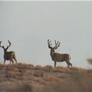 nice velvet buck 2