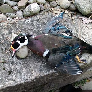 1st wood duck of the year