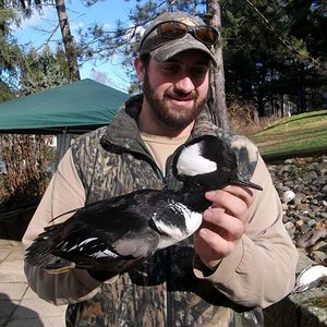 1st hooded merganser