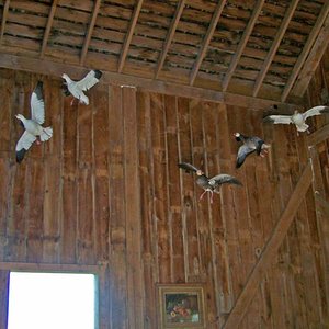 snowgoosemount 1