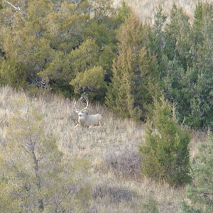 Another deer we saw during our hunt.  My dad got this photo.   He wasn't worried about us at all.