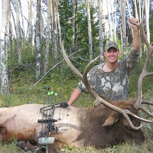 Montana Bull