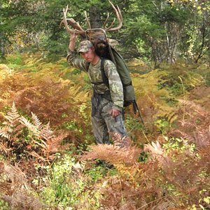 2008 Archery Bull