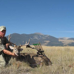 Archery Whitetail