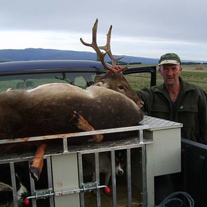 Fallow deer meat hunt ( Private land ) August 2010