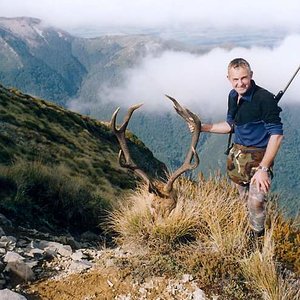 Free range Red stag ( Public land )