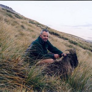 Bull Tahr in the Spring time