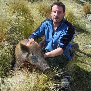 Small pig 40 kg