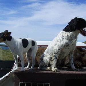 Dogs back on the truck after bring home the bacon