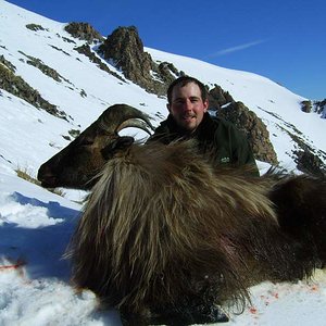 Bull Tahr