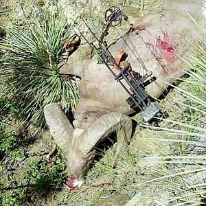 Big horn sheep with bow