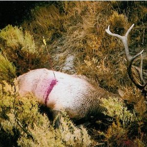 2004 Breaks Elk