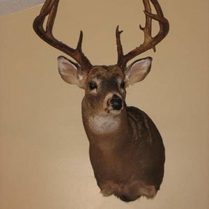 2010 Whitetail