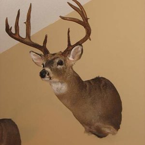 2010 Whitetail