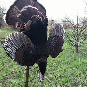 2011 KS turkey