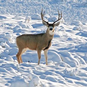 SnowBuck