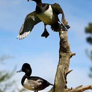 Ring-necked ducks