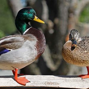 My son's first duck was this pair of mallards.