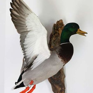 banded mallard