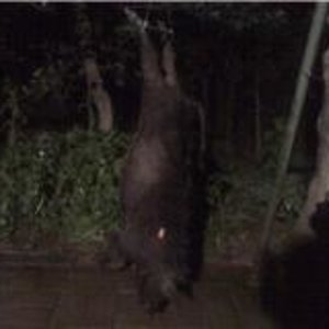 hog hunt my sow