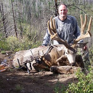 Utah Book Cliffs archery deer.