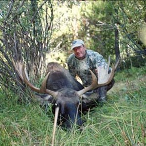 Colo Archery Moose