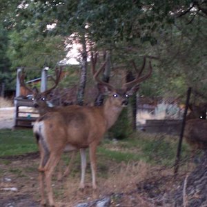 Nevada winter range bucks