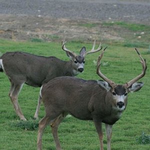 Nevada mule deer