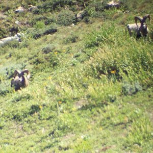 Nevada Bighorn Sheep