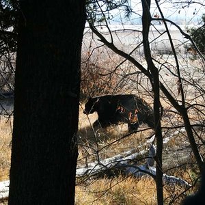 Lake Tahoe,CA Black Bear