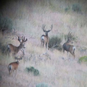 The Moose buck and friends