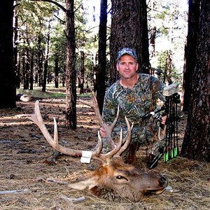 5 x 5 archery bull