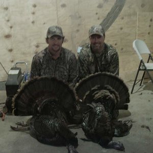 Turkey Hunt ,double birds down