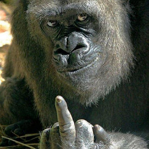 i like this gorilla