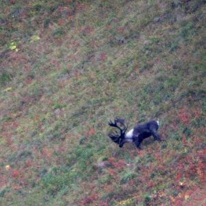 This is a Mountain Caribou in the Yukon I would liked to have gotten, but didn't.