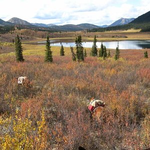 Packing back to base camp at the end of my hunt in the Yukon on September 4, 2008.