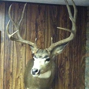 dad's 2010 UT mule deer