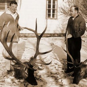 November, 1965, I was on the wrong side of the ridge when my friends shot these elk.  The big one was measured and displayed at the first RMEF banquet