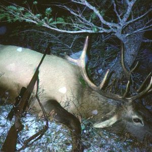 This bull was the first elk taken with my Remington 700, Classic, 338-win Mag.  I took a 100-yard, frontal quartering shot with a 250-grain nosler par