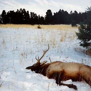 It was the first week in November, 1993 when I heard this bull bugling down below me in a dark timbered canyon.  Not being prepared for bugling elk, t