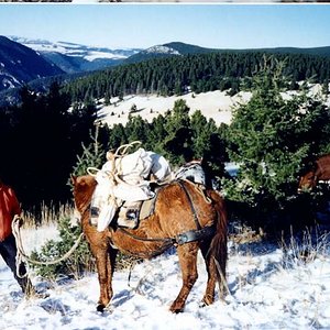 Dave with his horses packing out the bull I took the day before on the Trout Creek/Magpie divide.