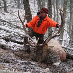 This is my best Montana bull, taken in a limited permit area near Helena, Montana.  He grossed 341" b&c.  November 13, 2008.