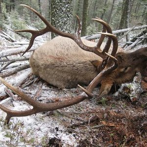 Big bull down!  I stalked this one in his bed north of Helena, Montana on November 13, 2008.