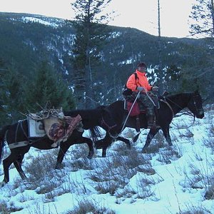 Packing out a raghorn bull taken north of Helena, Montana in 2005.