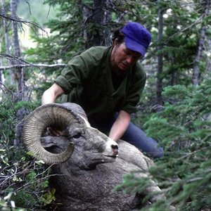 My first bighorn taken on a backpack hunt deep in the Sun River country.  36" unbroomed.  October, 1978.