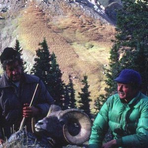 Jim Ford's Wyoming Bighorn, taken at close to 12,000 feet.  September, 1980.